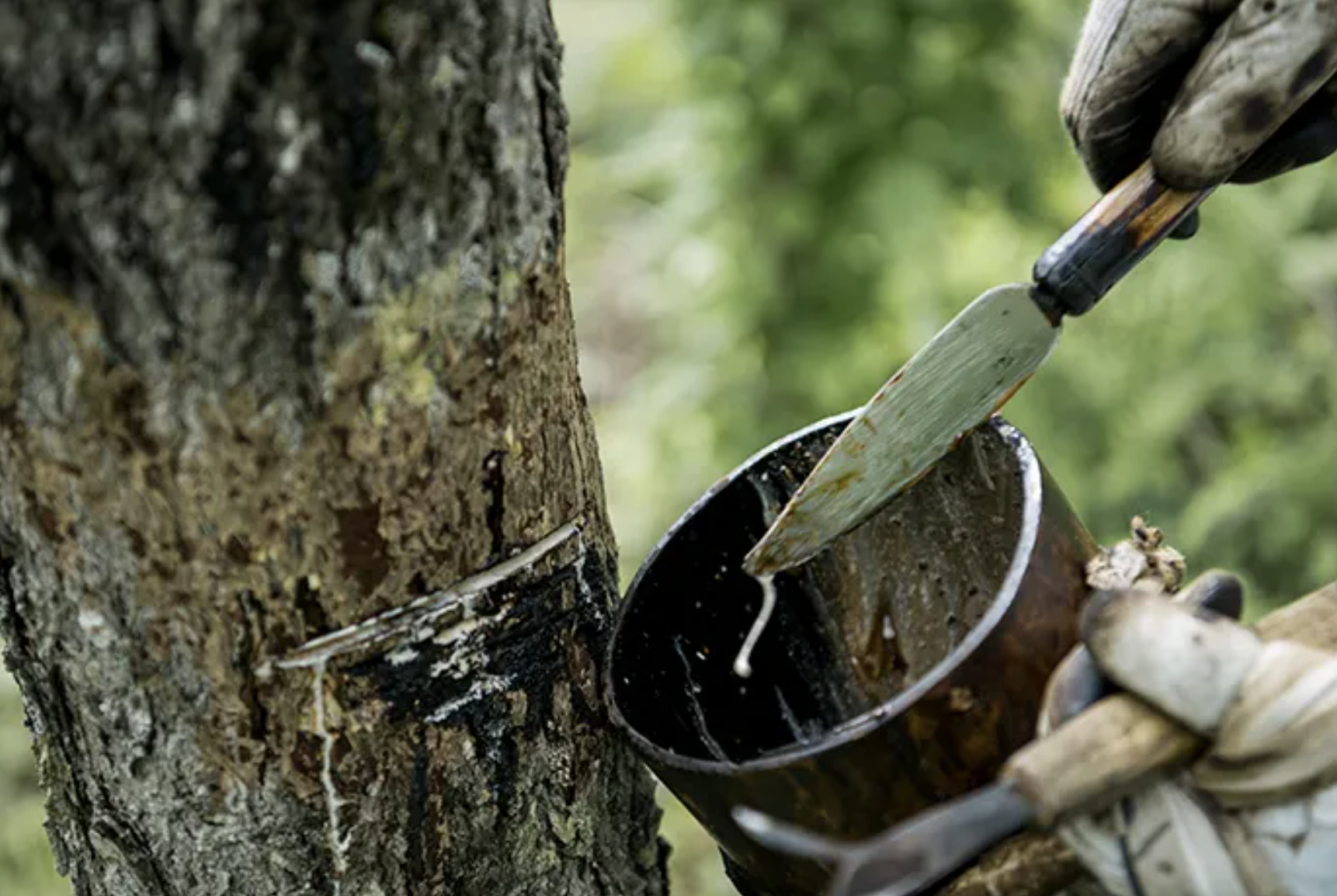 Hatsuhen, the early extraction of lacquer sap